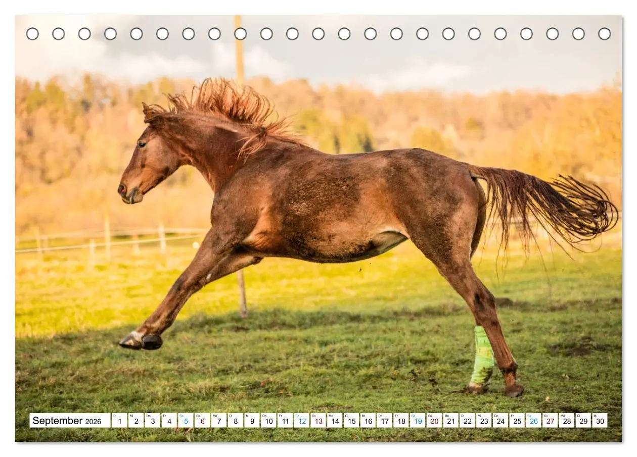 Bild: 9783457738726 | Durch das Jahr mit der Trakehner-Stute Fleur (Tischkalender 2026...