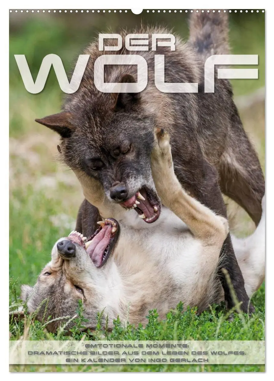 Cover: 9783516448726 | Emotionale Momente: Der Wolf. (Wandkalender 2026 DIN A2 hoch),...