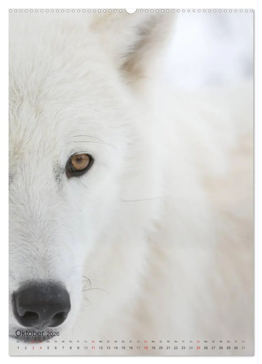 Bild: 9783516448726 | Emotionale Momente: Der Wolf. (Wandkalender 2026 DIN A2 hoch),...