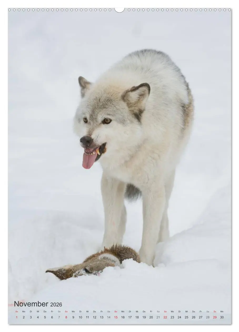 Bild: 9783516448726 | Emotionale Momente: Der Wolf. (Wandkalender 2026 DIN A2 hoch),...