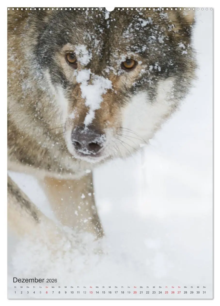 Bild: 9783516448726 | Emotionale Momente: Der Wolf. (Wandkalender 2026 DIN A2 hoch),...