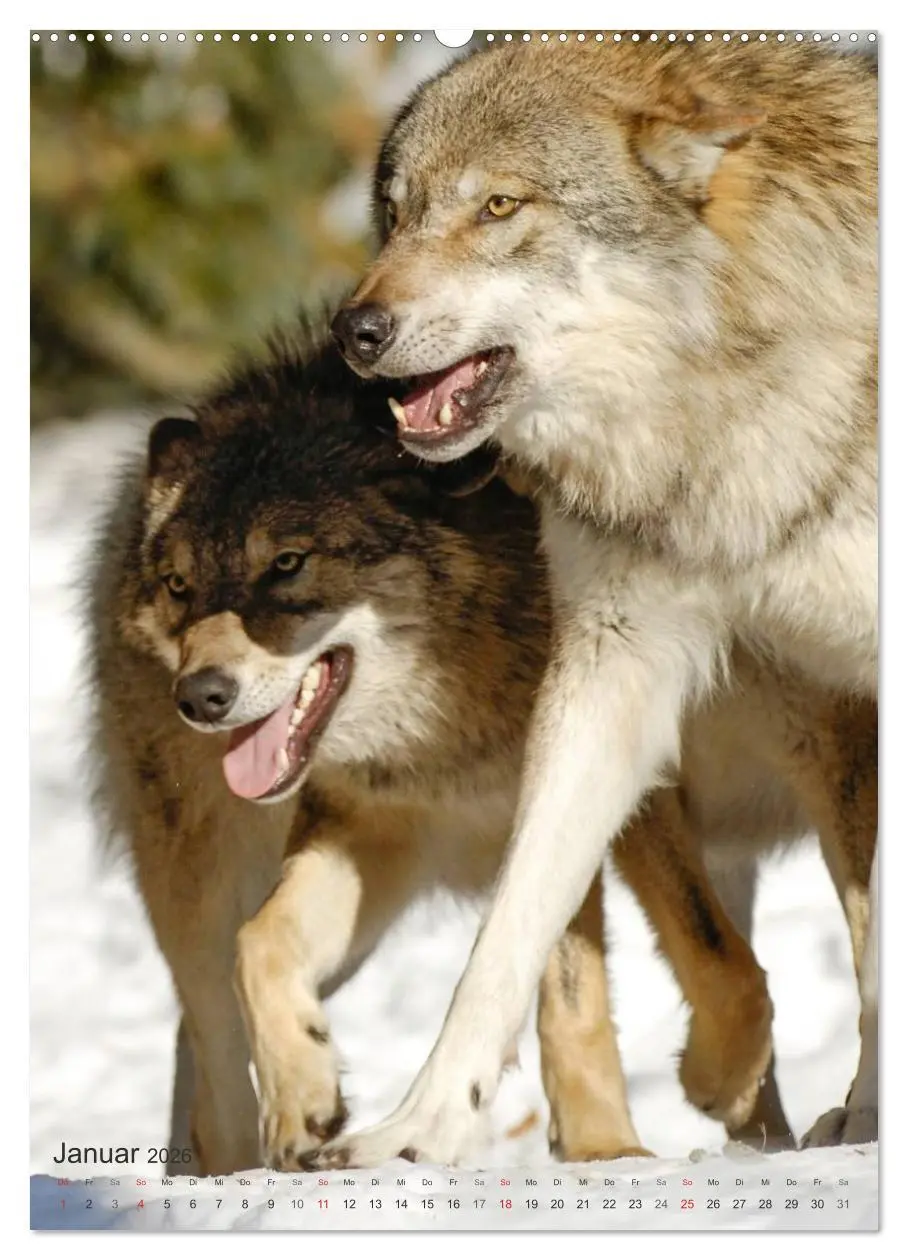 Bild: 9783516448726 | Emotionale Momente: Der Wolf. (Wandkalender 2026 DIN A2 hoch),...