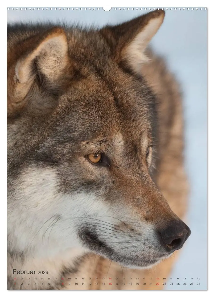 Bild: 9783516448726 | Emotionale Momente: Der Wolf. (Wandkalender 2026 DIN A2 hoch),...