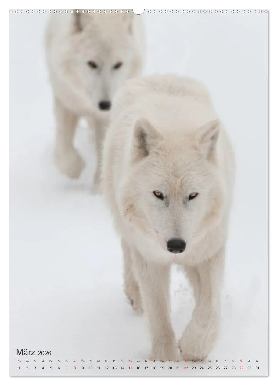 Bild: 9783516448726 | Emotionale Momente: Der Wolf. (Wandkalender 2026 DIN A2 hoch),...