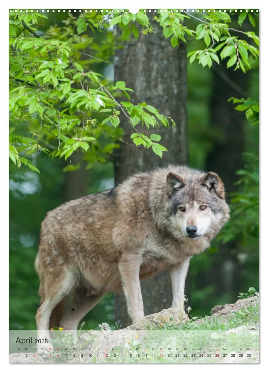 Bild: 9783516448726 | Emotionale Momente: Der Wolf. (Wandkalender 2026 DIN A2 hoch),...