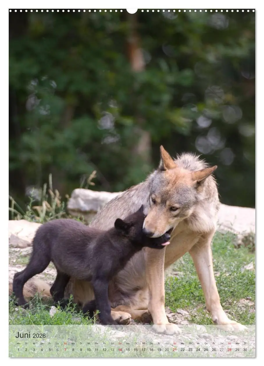 Bild: 9783516448726 | Emotionale Momente: Der Wolf. (Wandkalender 2026 DIN A2 hoch),...