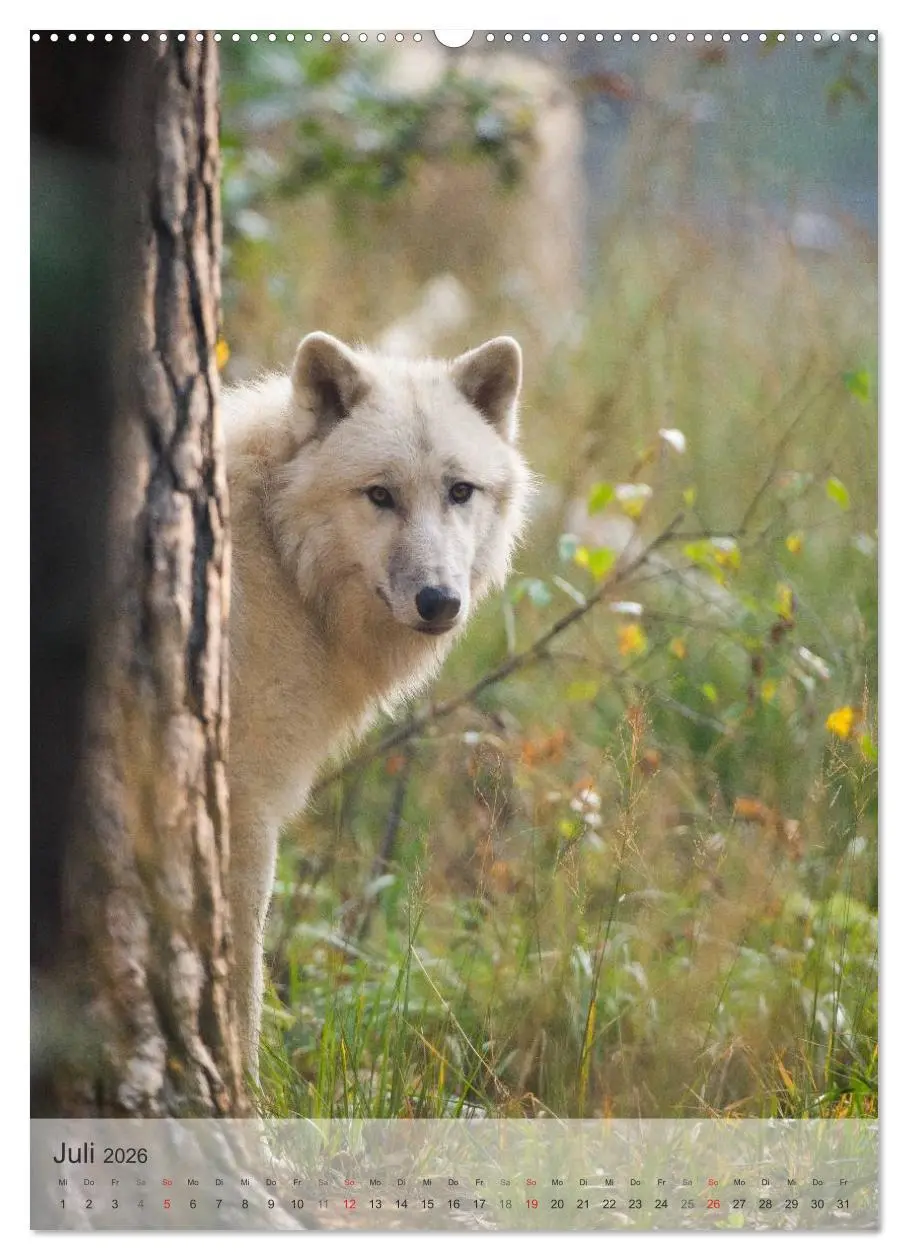 Bild: 9783516448726 | Emotionale Momente: Der Wolf. (Wandkalender 2026 DIN A2 hoch),...