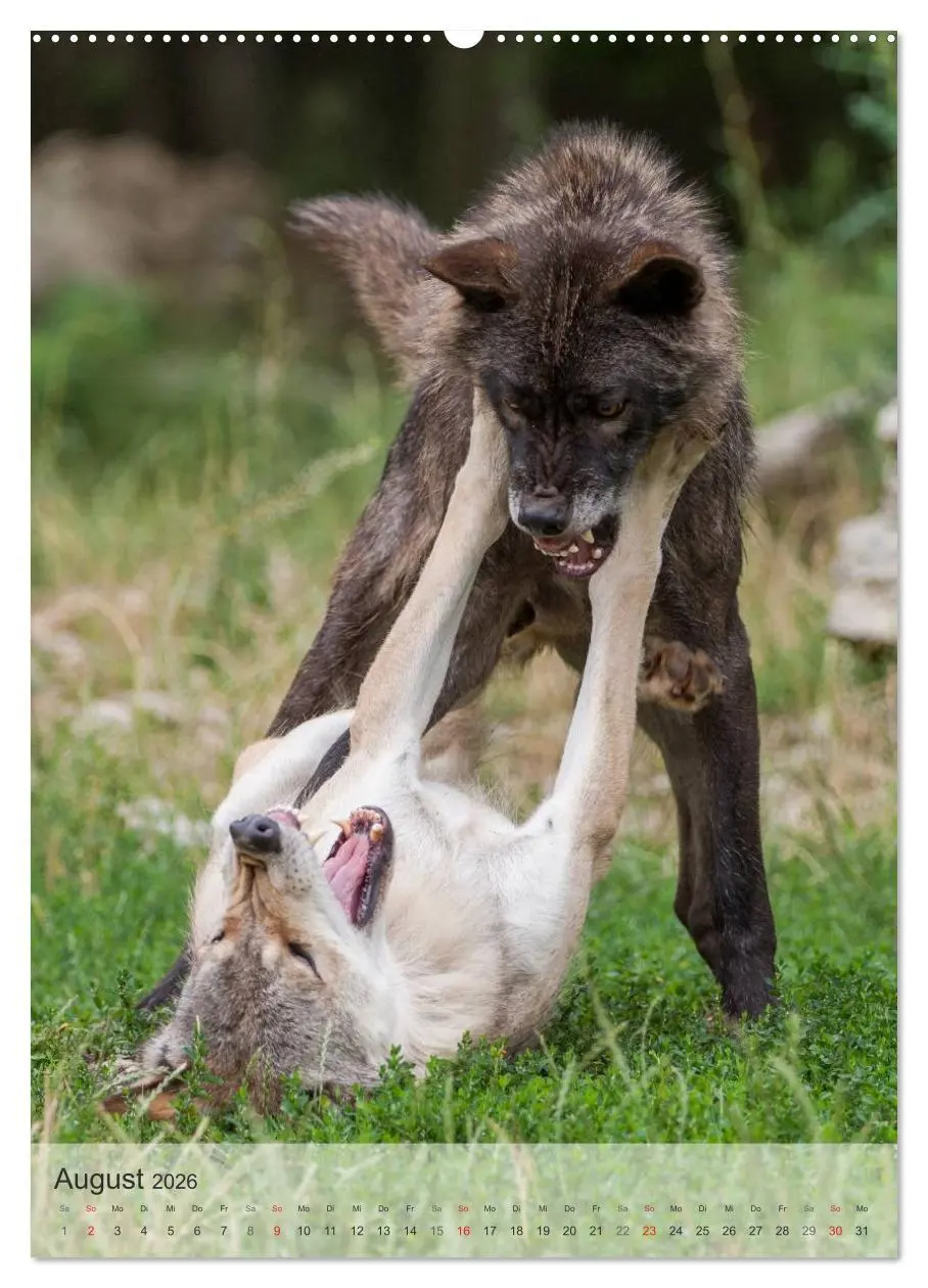 Bild: 9783516448726 | Emotionale Momente: Der Wolf. (Wandkalender 2026 DIN A2 hoch),...