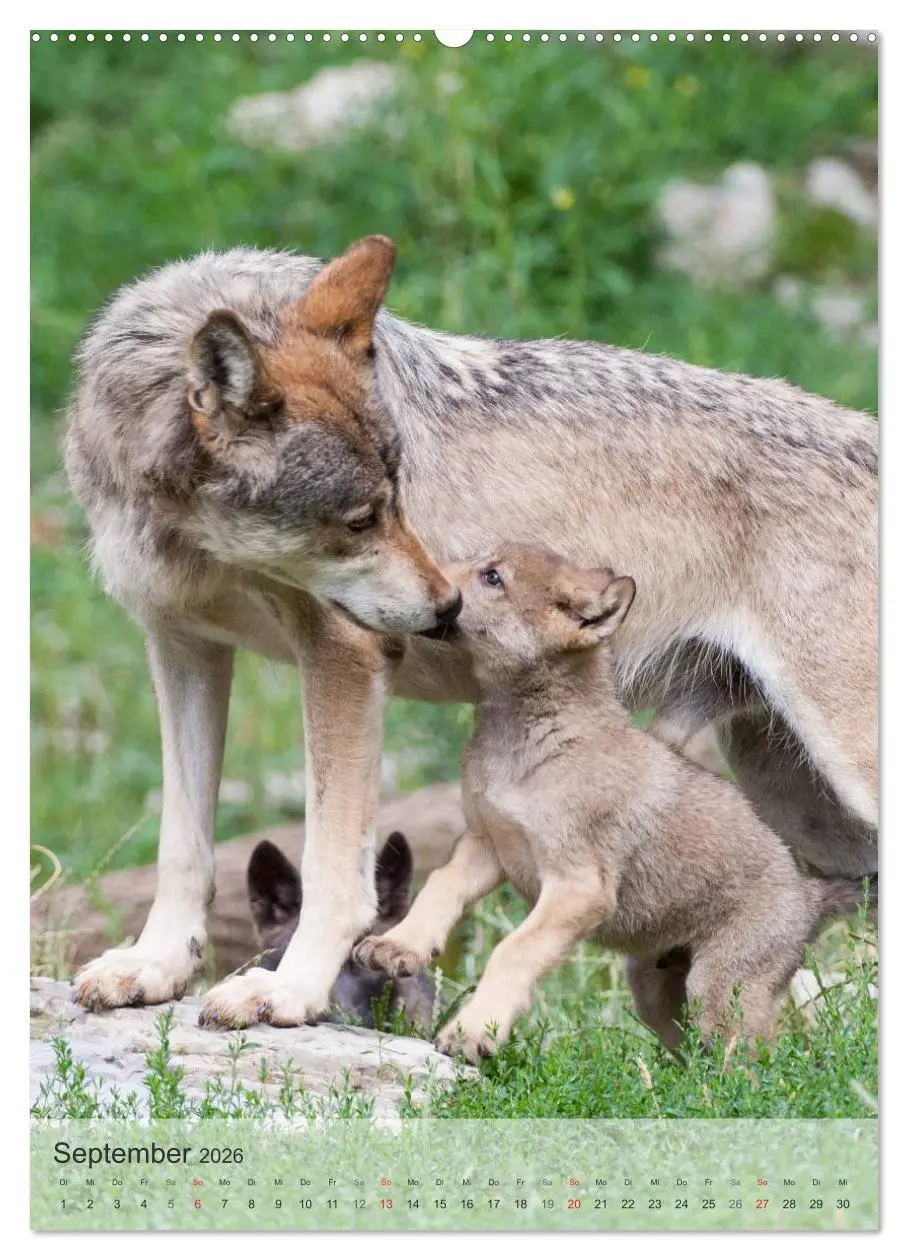 Bild: 9783516448726 | Emotionale Momente: Der Wolf. (Wandkalender 2026 DIN A2 hoch),...