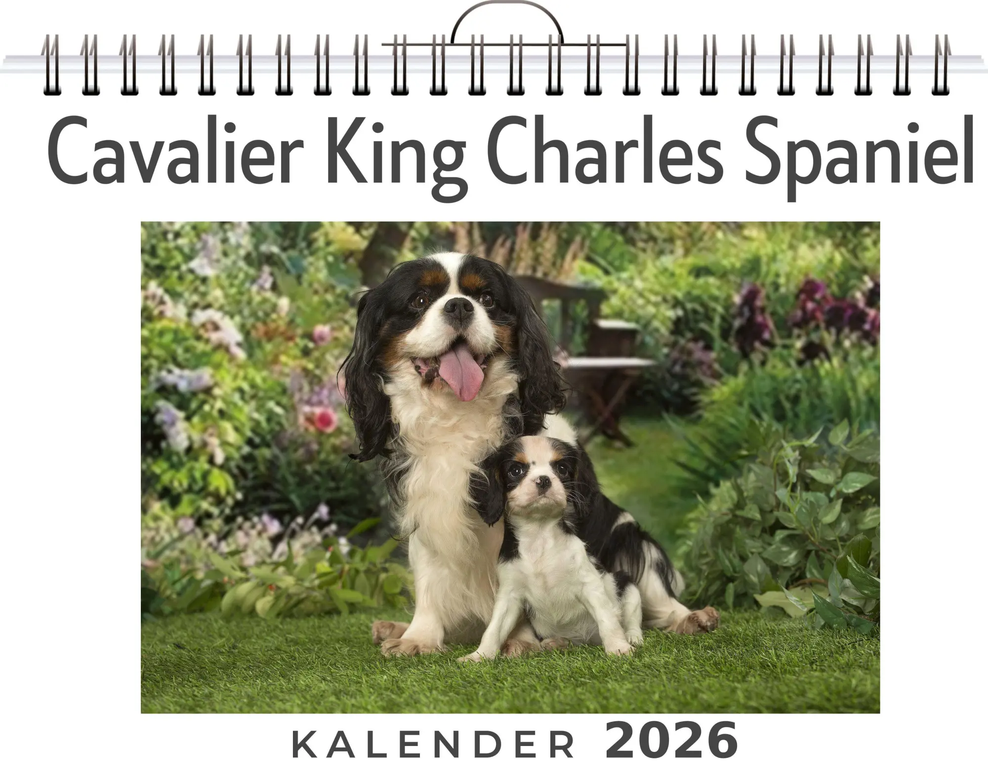 Cover: 9783695318926 | Cavalier King Charles Spaniel | Linus Braun | Kalender | Deutsch