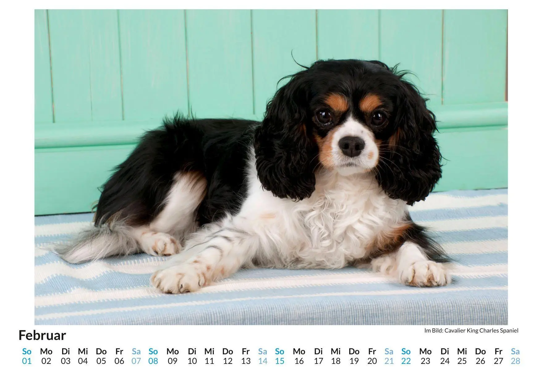 Bild: 9783695318926 | Cavalier King Charles Spaniel | Linus Braun | Kalender | Deutsch