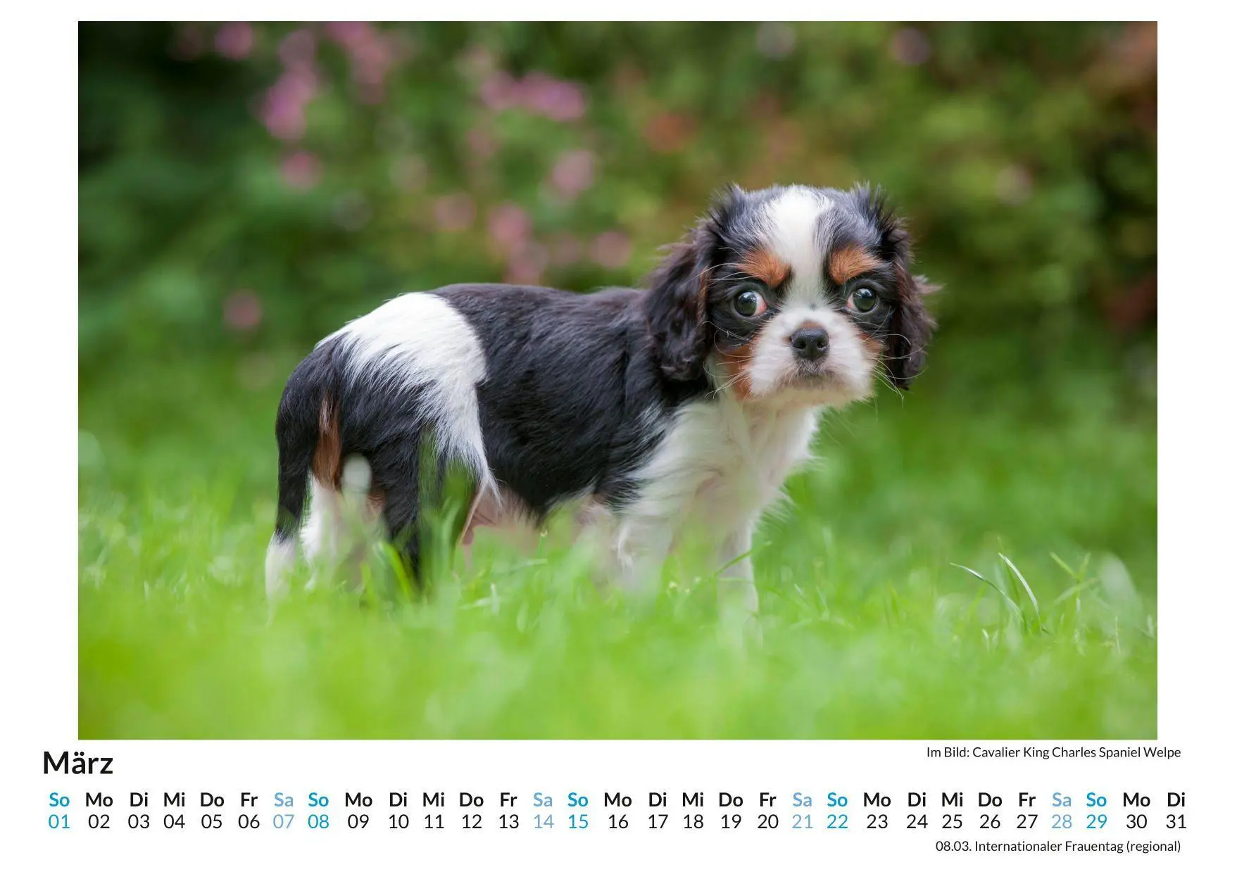 Bild: 9783695318926 | Cavalier King Charles Spaniel | Linus Braun | Kalender | Deutsch