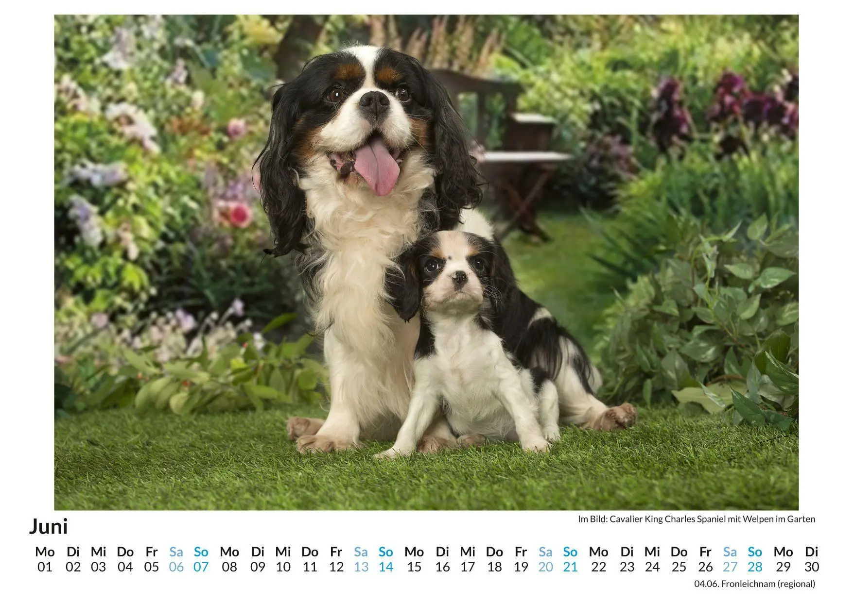 Bild: 9783695318926 | Cavalier King Charles Spaniel | Linus Braun | Kalender | Deutsch