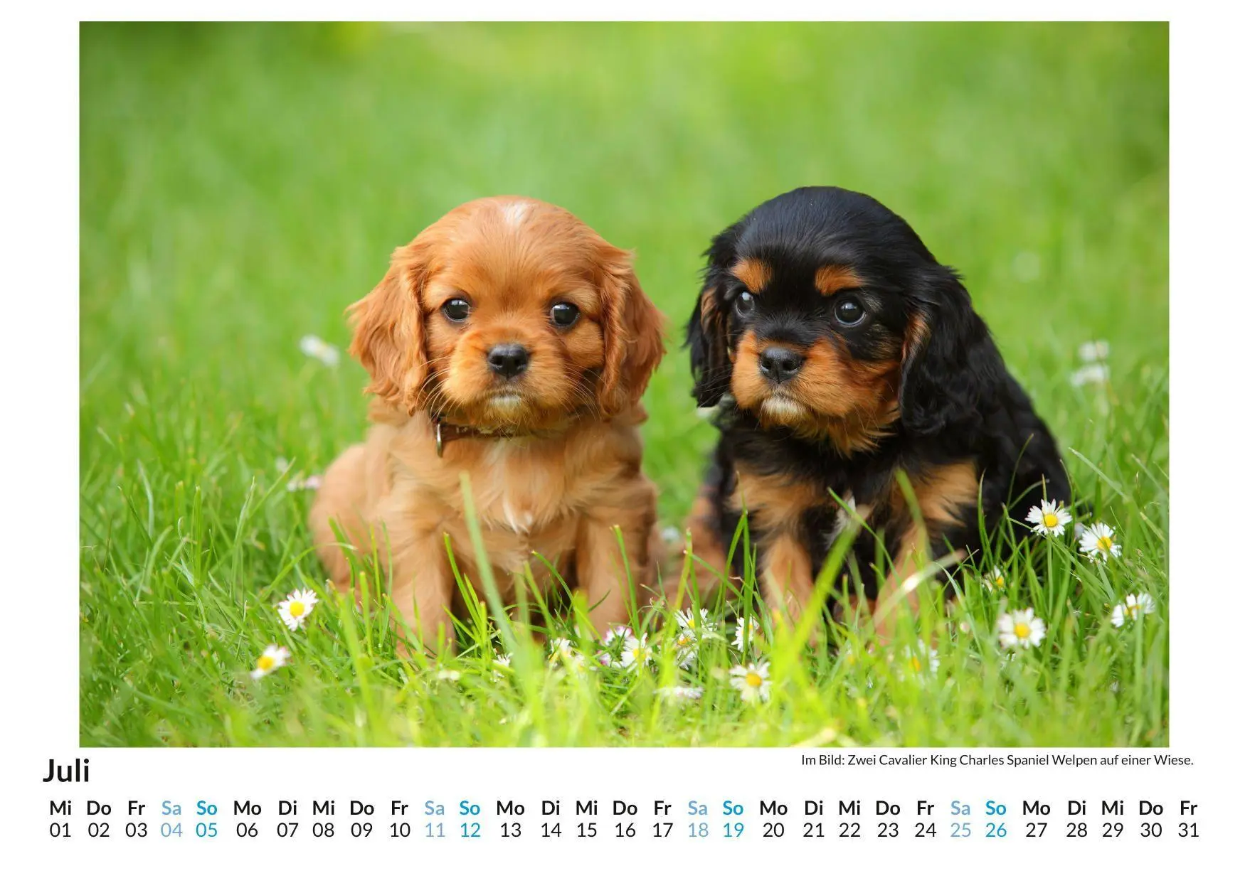 Bild: 9783695318926 | Cavalier King Charles Spaniel | Linus Braun | Kalender | Deutsch