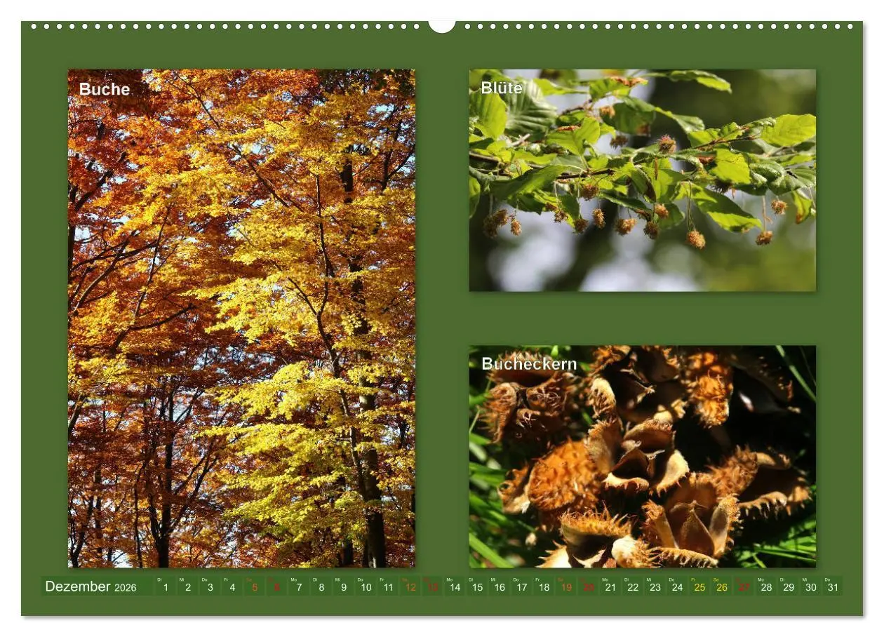 Bild: 9783457769126 | Faszinierende Bäume (hochwertiger Premium Wandkalender 2026 DIN A2...