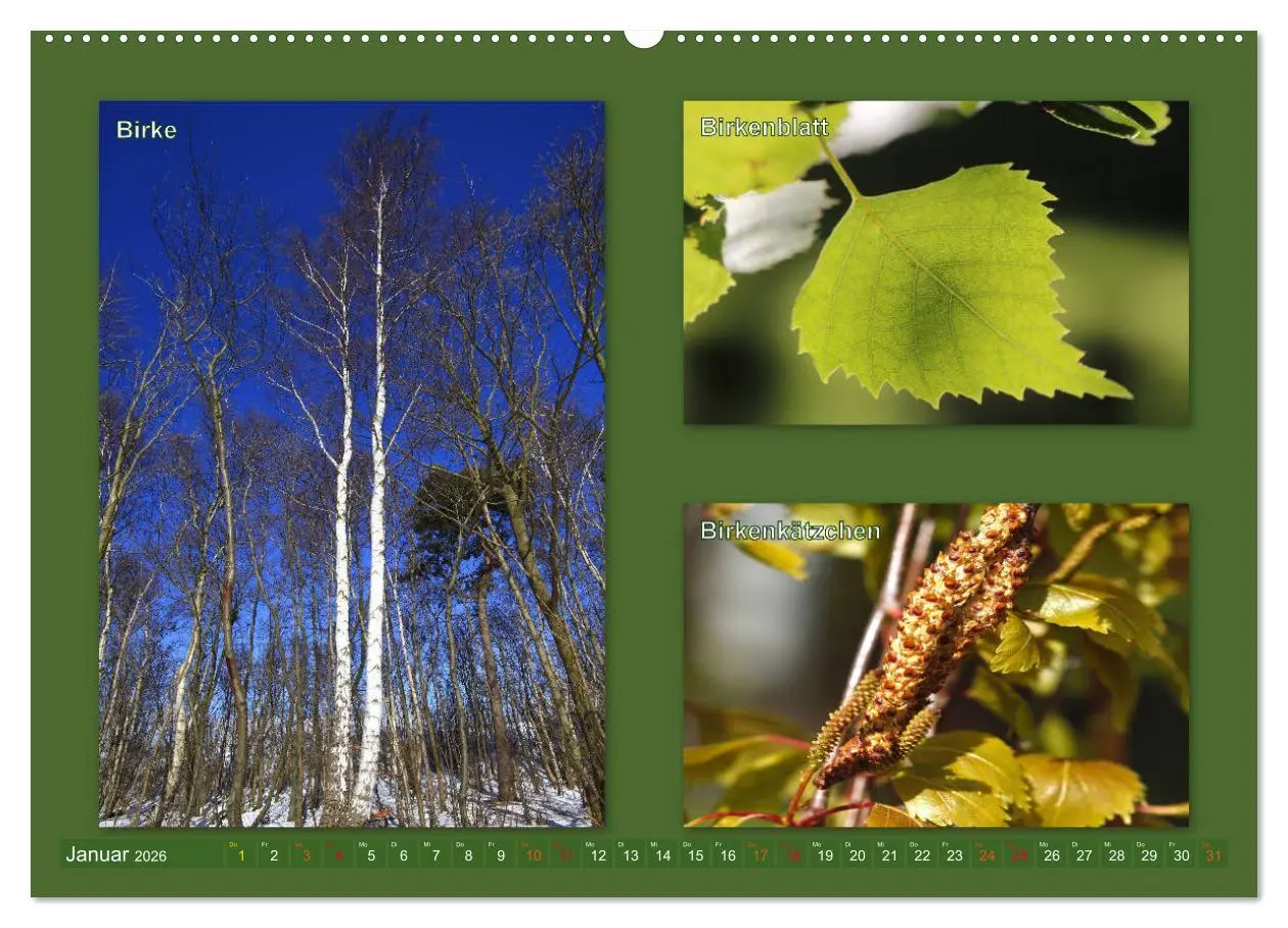 Bild: 9783457769126 | Faszinierende Bäume (hochwertiger Premium Wandkalender 2026 DIN A2...