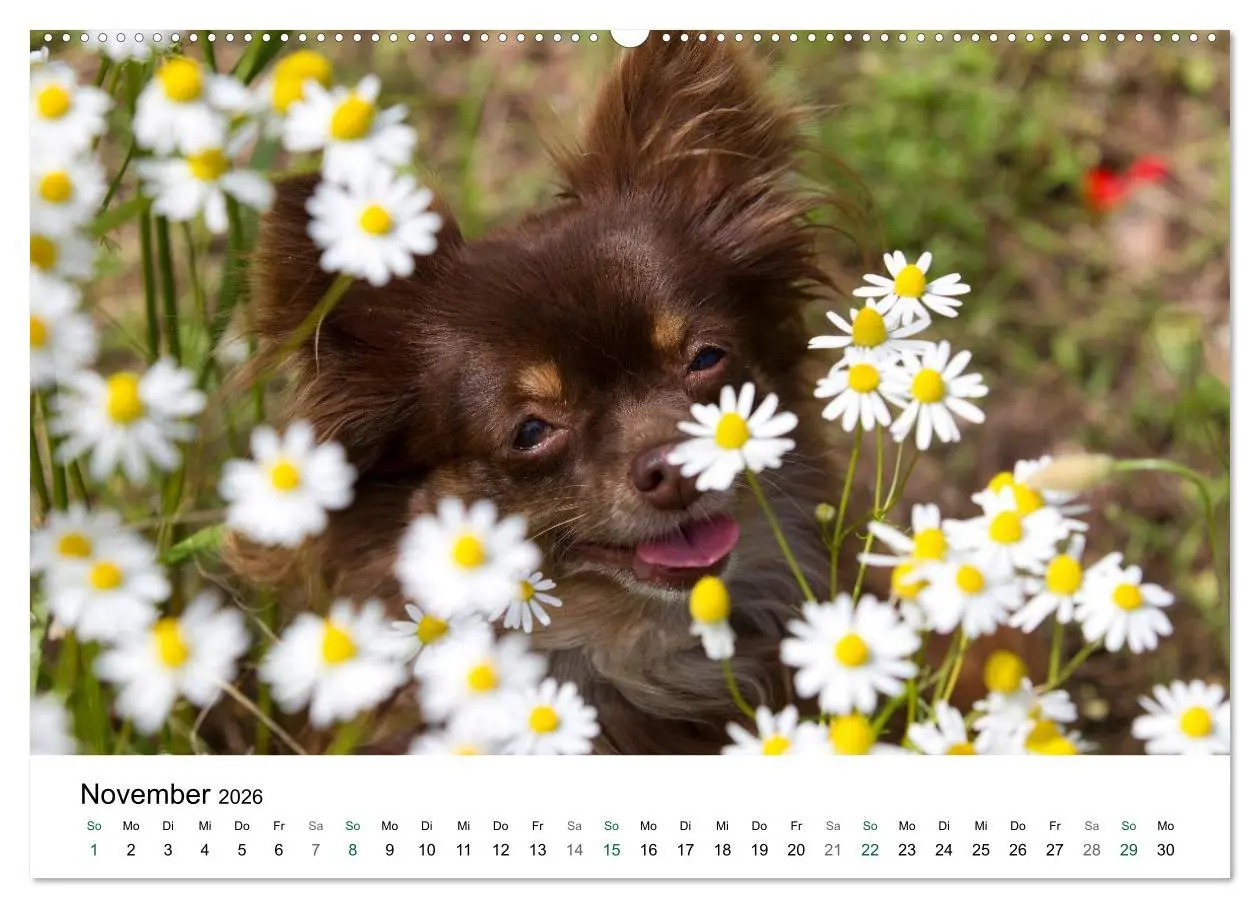 Bild: 9783516169126 | Chihuahuas - kleine Herzensbrecher (hochwertiger Premium...