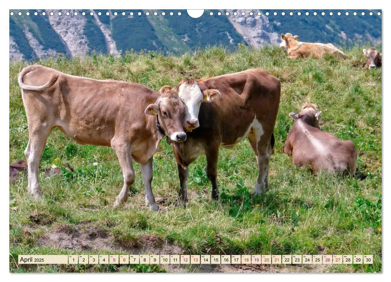 Bild: 9783435119226 | Berg-Kühe, Natur pur - unser schönster Urlaub (Wandkalender 2025...