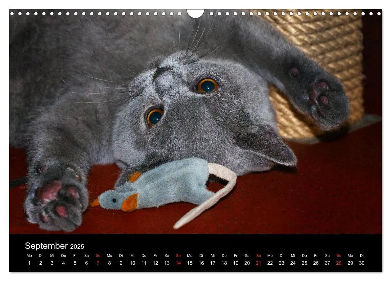 Bild: 9783435739226 | Bärige Schmusetiger - Britisch Kurzhaar / CH-Version (Wandkalender...