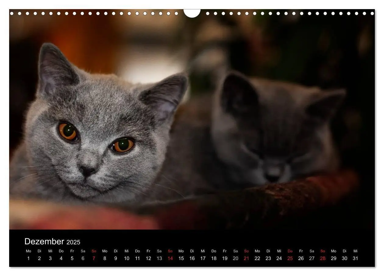Bild: 9783435739226 | Bärige Schmusetiger - Britisch Kurzhaar / CH-Version (Wandkalender...