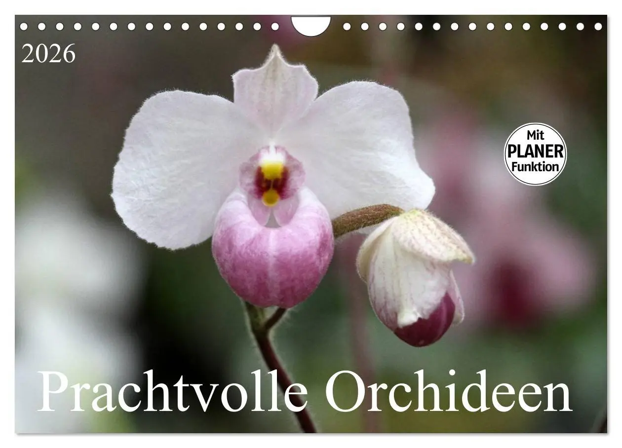 Cover: 9783457999226 | Prachtvolle Orchideen (Wandkalender 2026 DIN A4 quer), CALVENDO...