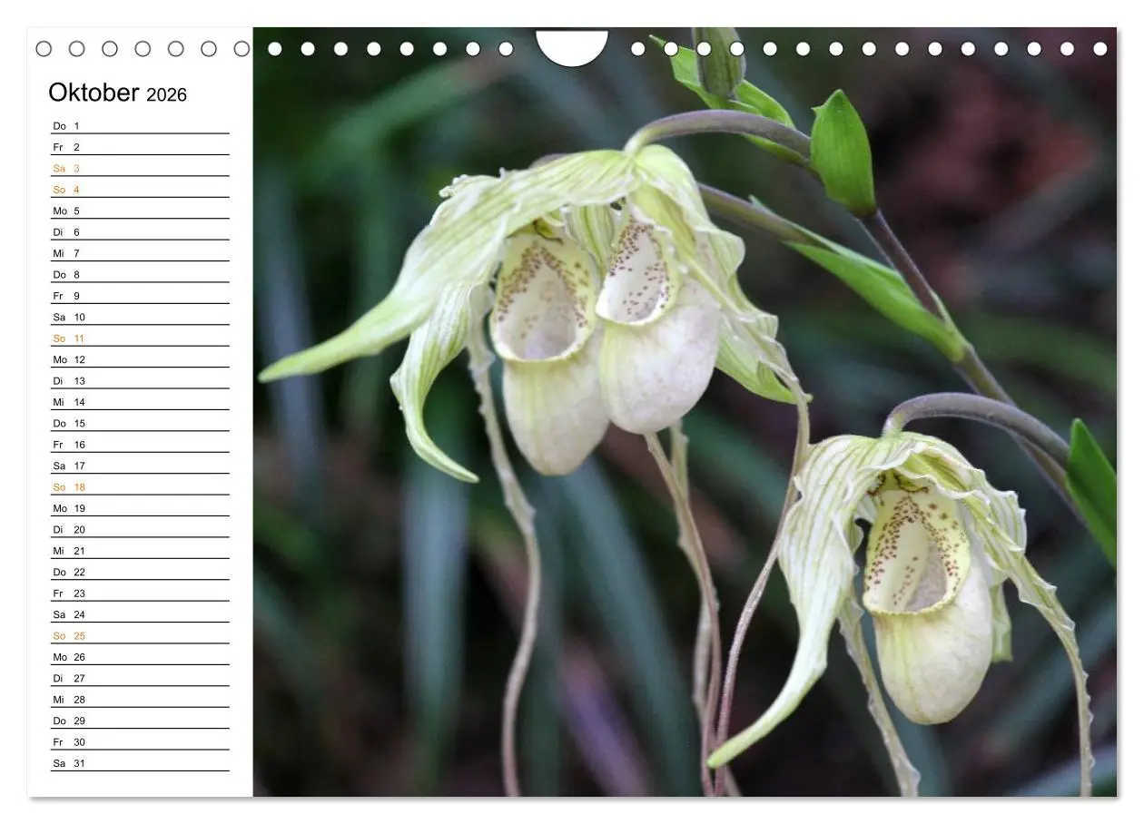Bild: 9783457999226 | Prachtvolle Orchideen (Wandkalender 2026 DIN A4 quer), CALVENDO...