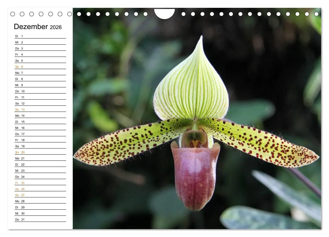 Bild: 9783457999226 | Prachtvolle Orchideen (Wandkalender 2026 DIN A4 quer), CALVENDO...