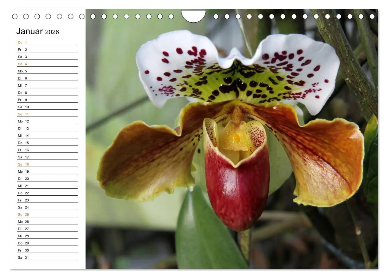 Bild: 9783457999226 | Prachtvolle Orchideen (Wandkalender 2026 DIN A4 quer), CALVENDO...