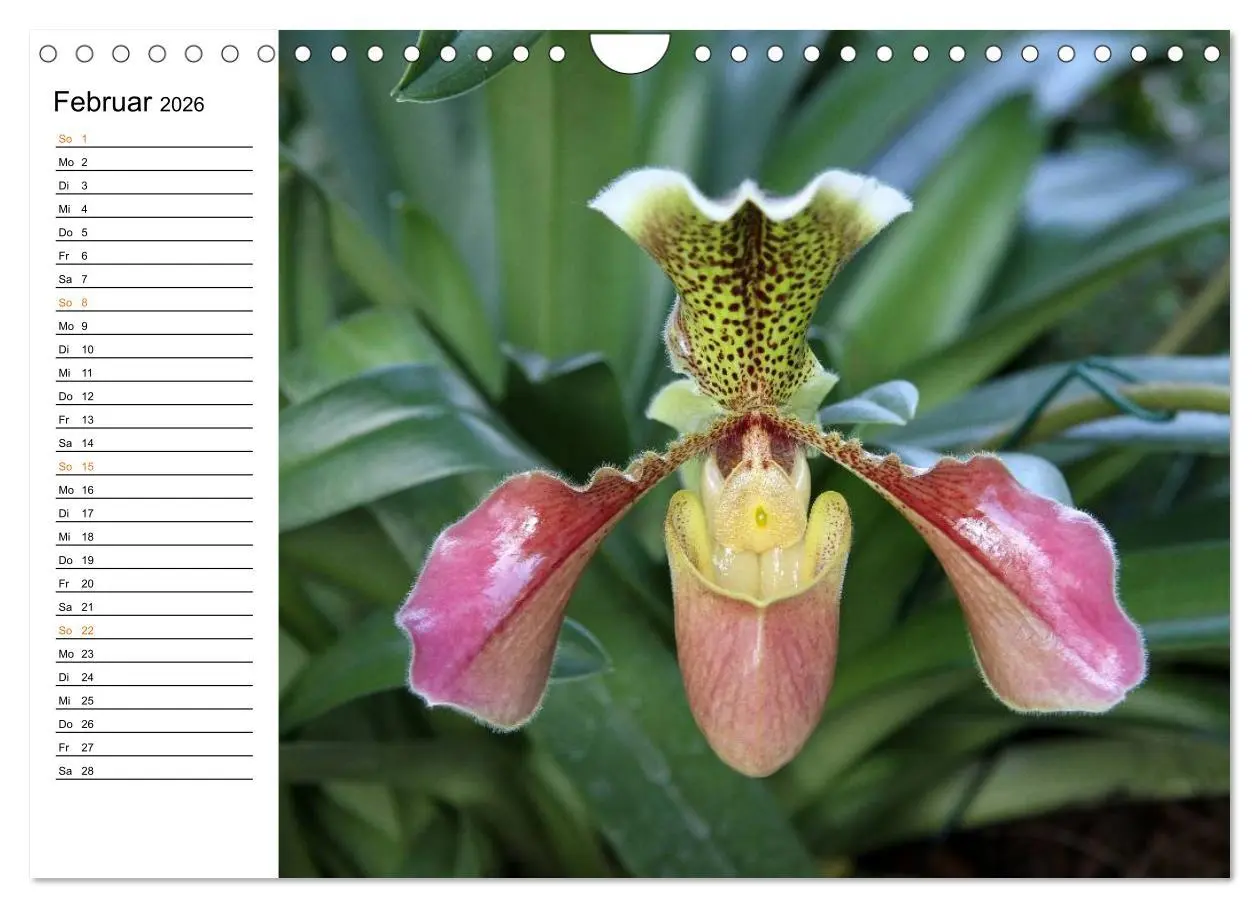 Bild: 9783457999226 | Prachtvolle Orchideen (Wandkalender 2026 DIN A4 quer), CALVENDO...