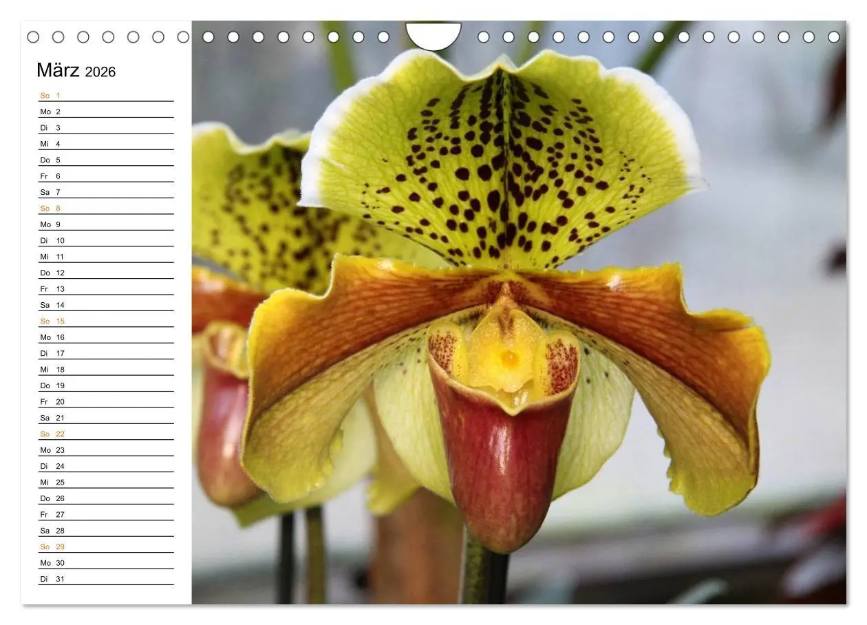 Bild: 9783457999226 | Prachtvolle Orchideen (Wandkalender 2026 DIN A4 quer), CALVENDO...