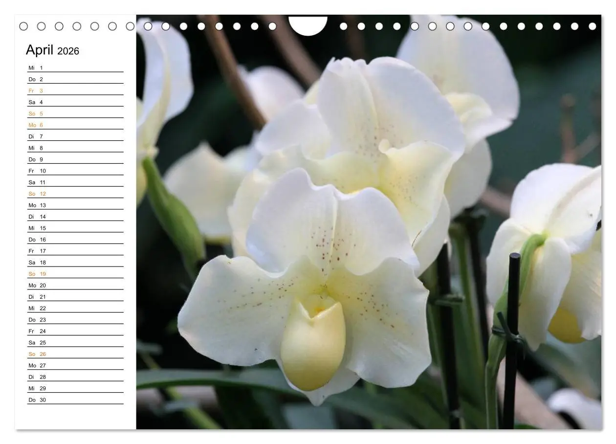 Bild: 9783457999226 | Prachtvolle Orchideen (Wandkalender 2026 DIN A4 quer), CALVENDO...