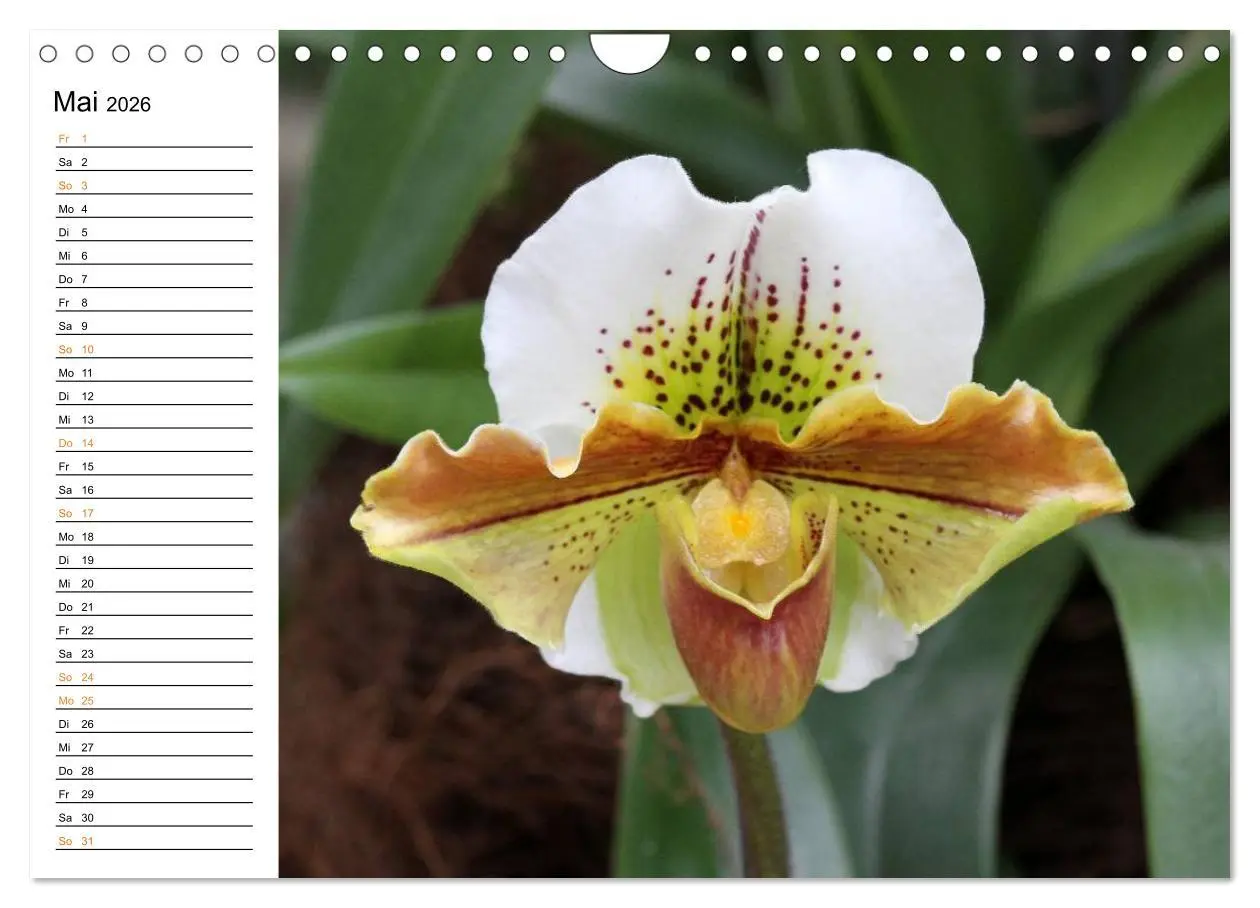 Bild: 9783457999226 | Prachtvolle Orchideen (Wandkalender 2026 DIN A4 quer), CALVENDO...