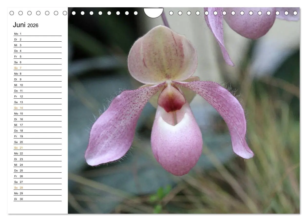 Bild: 9783457999226 | Prachtvolle Orchideen (Wandkalender 2026 DIN A4 quer), CALVENDO...