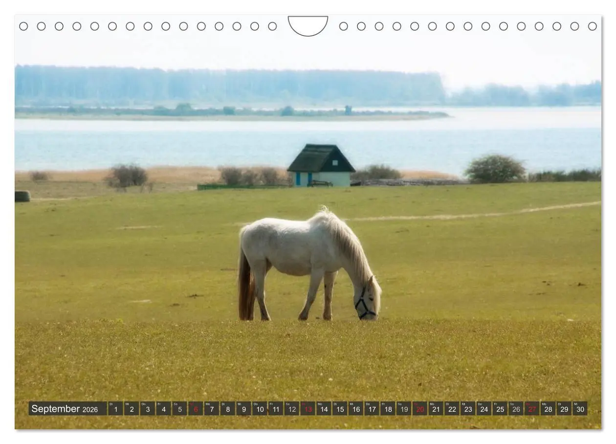 Bild: 9783516159226 | Insel Hiddensee (Wandkalender 2026 DIN A4 quer), CALVENDO...
