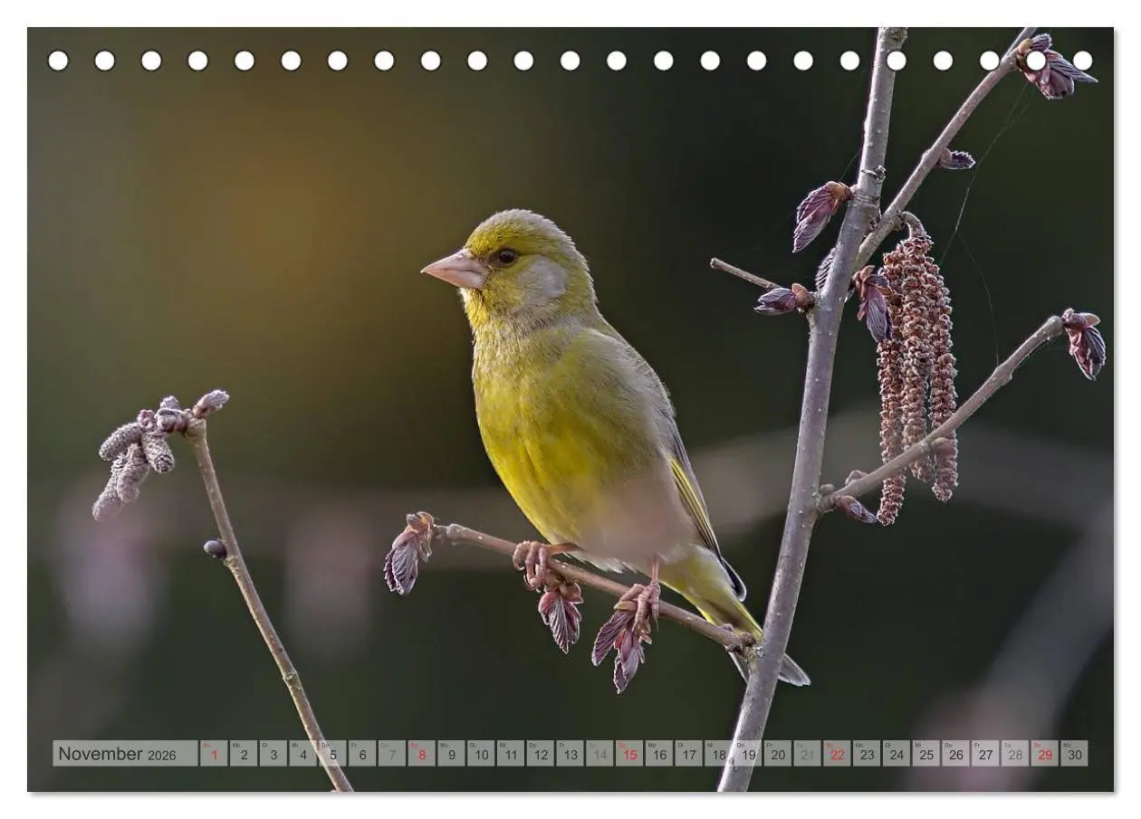 Bild: 9783516069426 | NATUR PUR Heimische Singvögel (Tischkalender 2026 DIN A5 quer),...