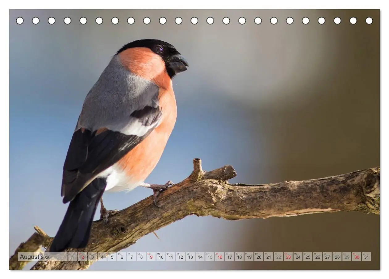 Bild: 9783516069426 | NATUR PUR Heimische Singvögel (Tischkalender 2026 DIN A5 quer),...