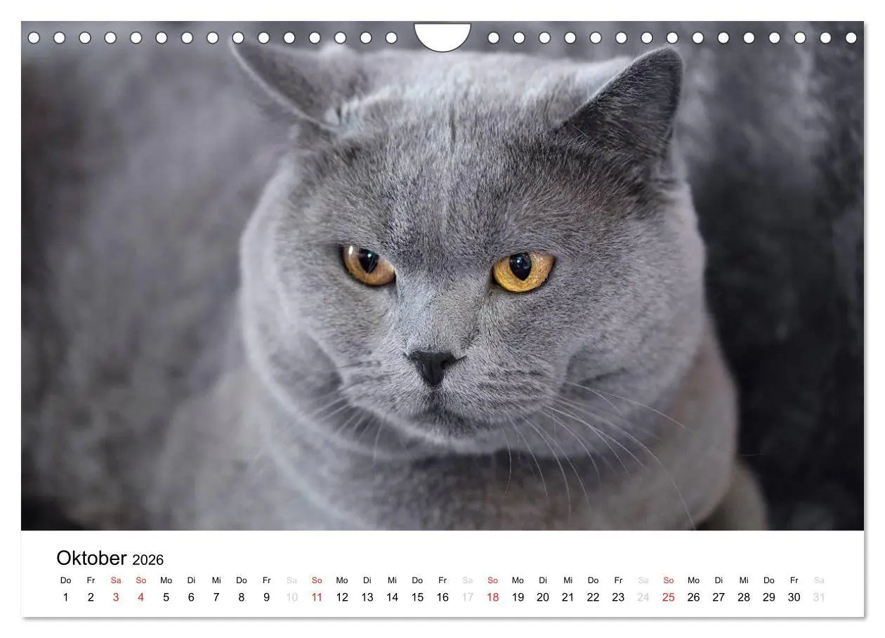 Bild: 9783516139426 | Briten Bärchen - Britsch Kurzhaar 2026 (Wandkalender 2026 DIN A4...