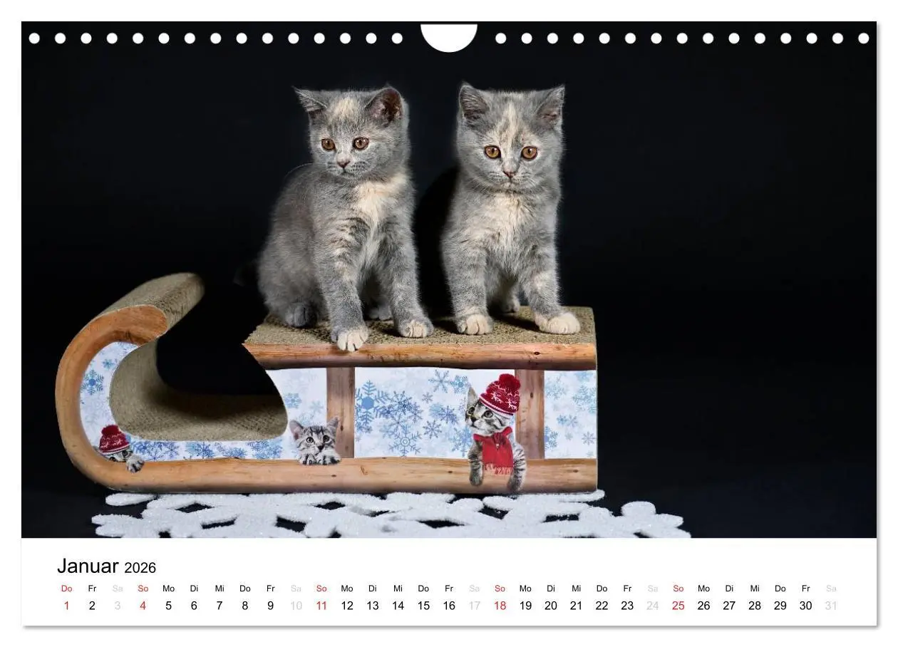 Bild: 9783516139426 | Briten Bärchen - Britsch Kurzhaar 2026 (Wandkalender 2026 DIN A4...