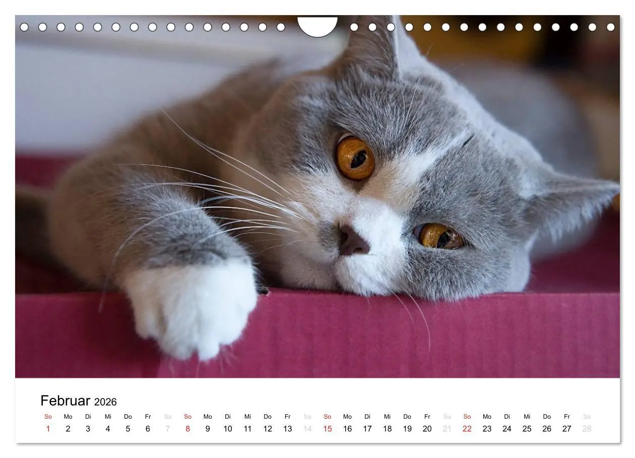 Bild: 9783516139426 | Briten Bärchen - Britsch Kurzhaar 2026 (Wandkalender 2026 DIN A4...