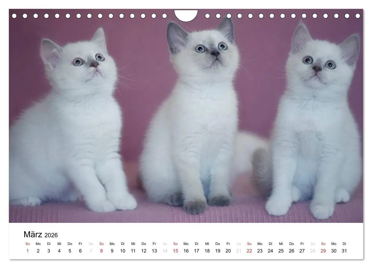 Bild: 9783516139426 | Briten Bärchen - Britsch Kurzhaar 2026 (Wandkalender 2026 DIN A4...