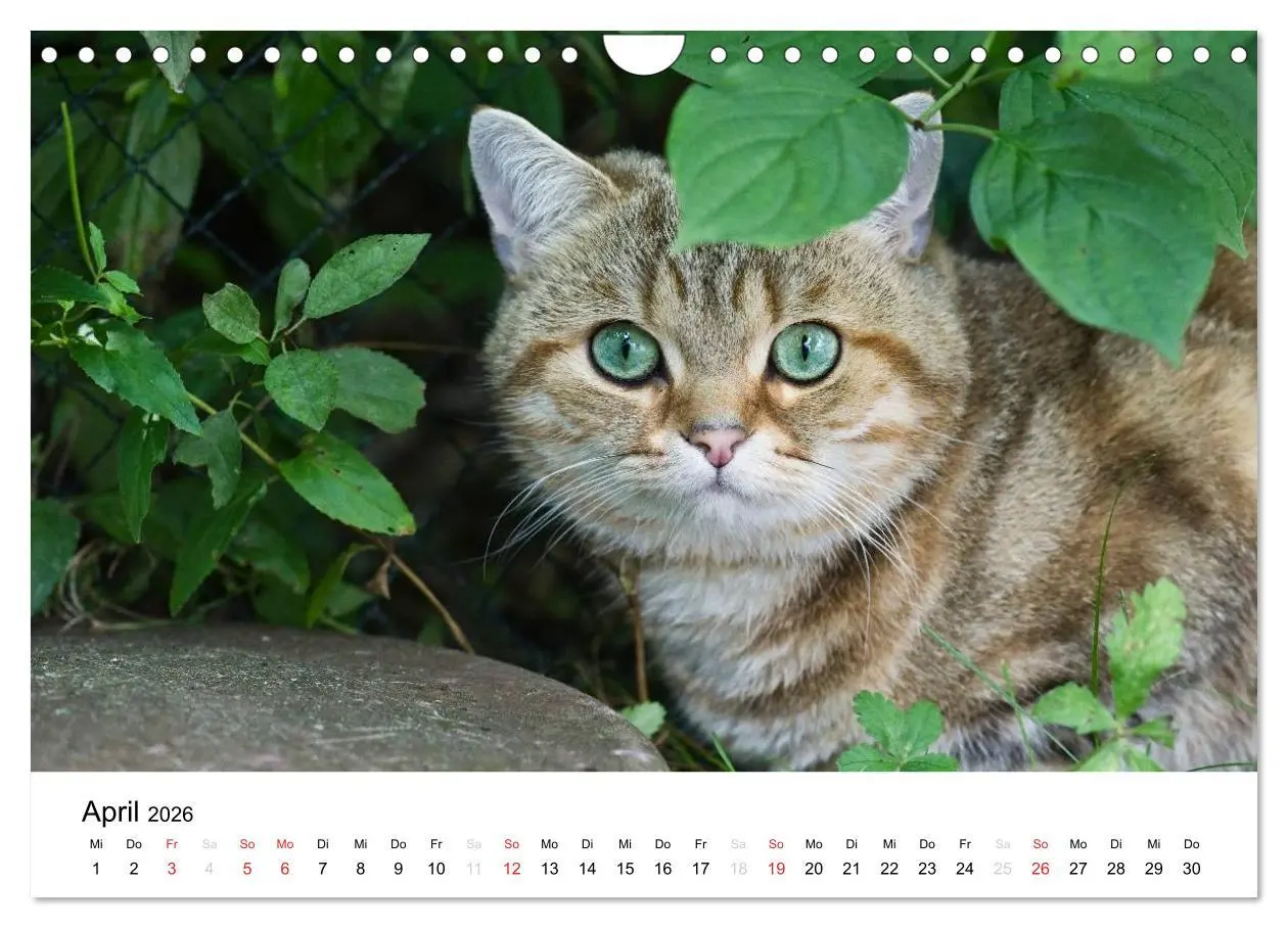 Bild: 9783516139426 | Briten Bärchen - Britsch Kurzhaar 2026 (Wandkalender 2026 DIN A4...