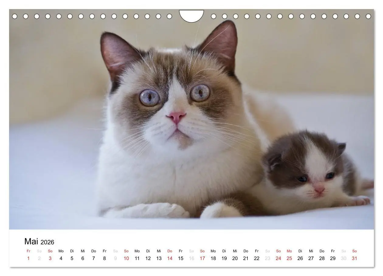 Bild: 9783516139426 | Briten Bärchen - Britsch Kurzhaar 2026 (Wandkalender 2026 DIN A4...