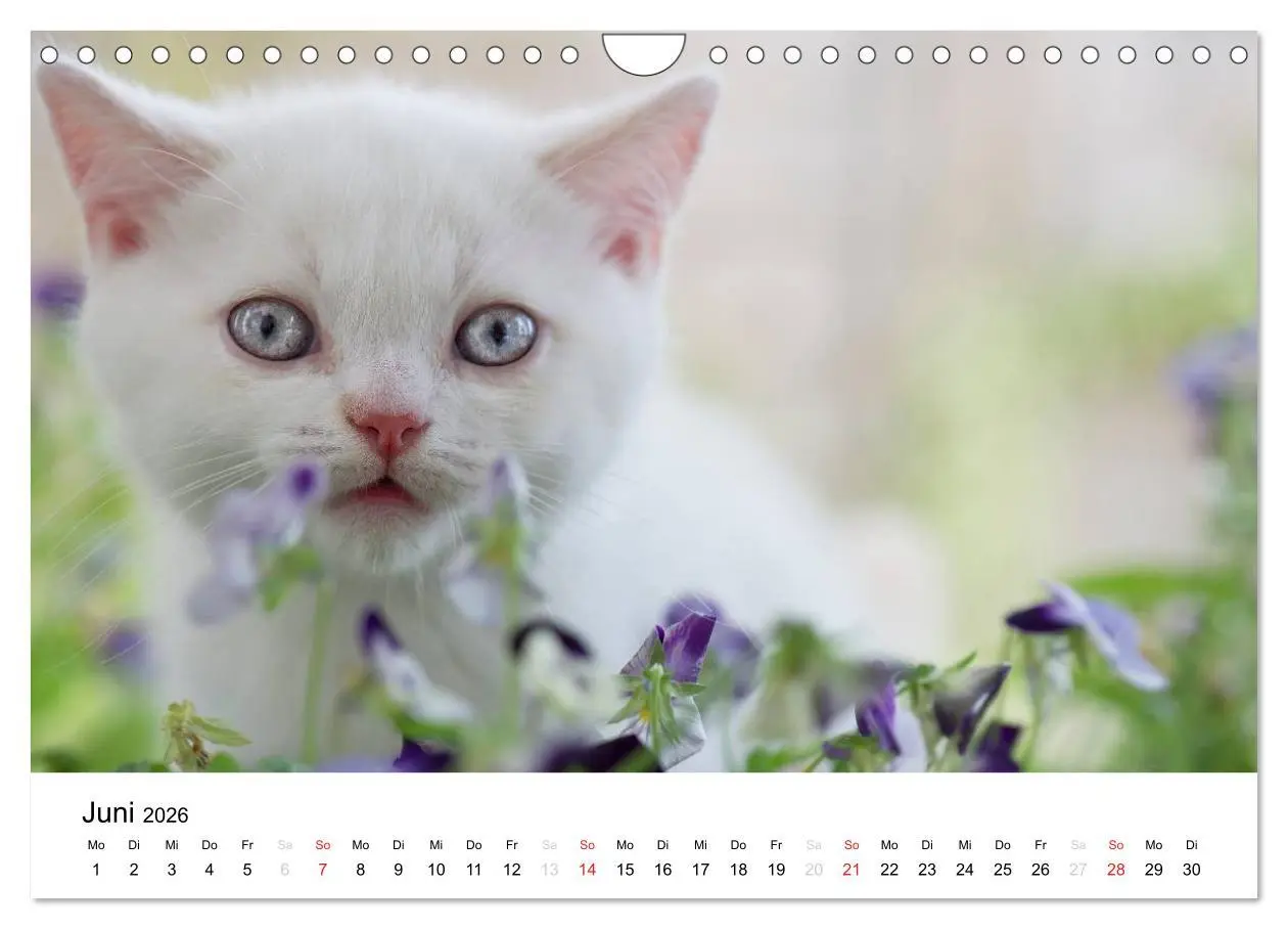 Bild: 9783516139426 | Briten Bärchen - Britsch Kurzhaar 2026 (Wandkalender 2026 DIN A4...