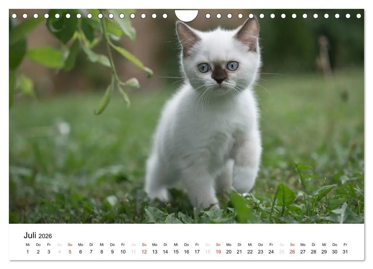 Bild: 9783516139426 | Briten Bärchen - Britsch Kurzhaar 2026 (Wandkalender 2026 DIN A4...