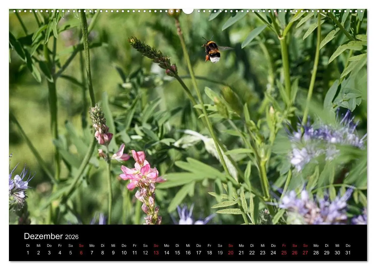 Bild: 9783516129526 | Hummelflug (hochwertiger Premium Wandkalender 2026 DIN A2 quer),...