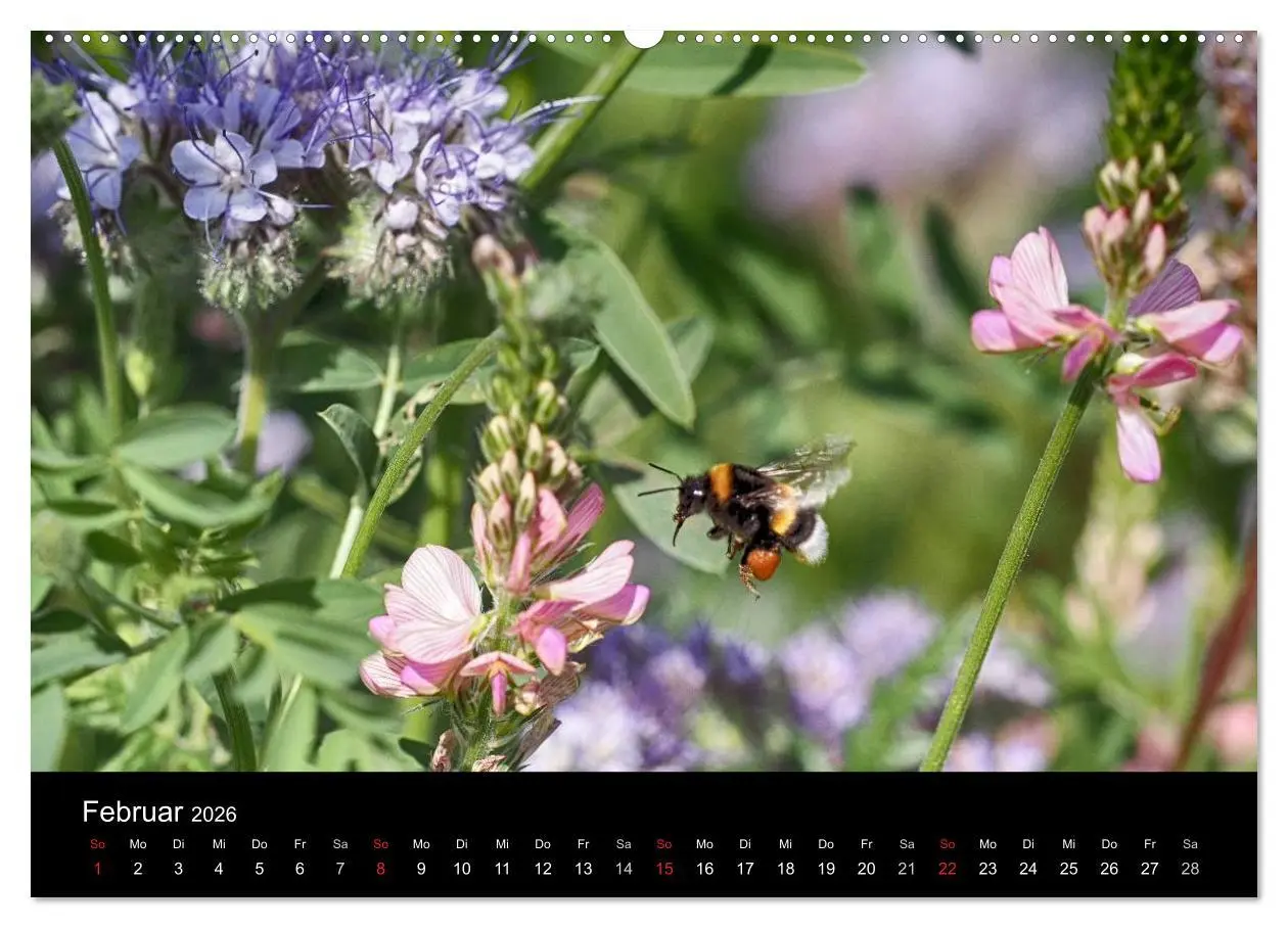 Bild: 9783516129526 | Hummelflug (hochwertiger Premium Wandkalender 2026 DIN A2 quer),...