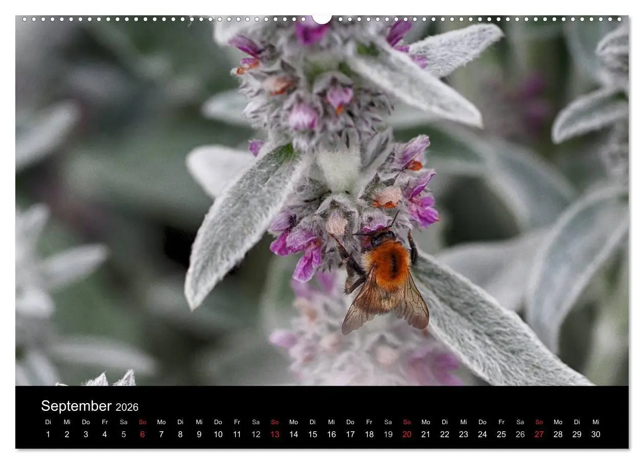 Bild: 9783516129526 | Hummelflug (hochwertiger Premium Wandkalender 2026 DIN A2 quer),...