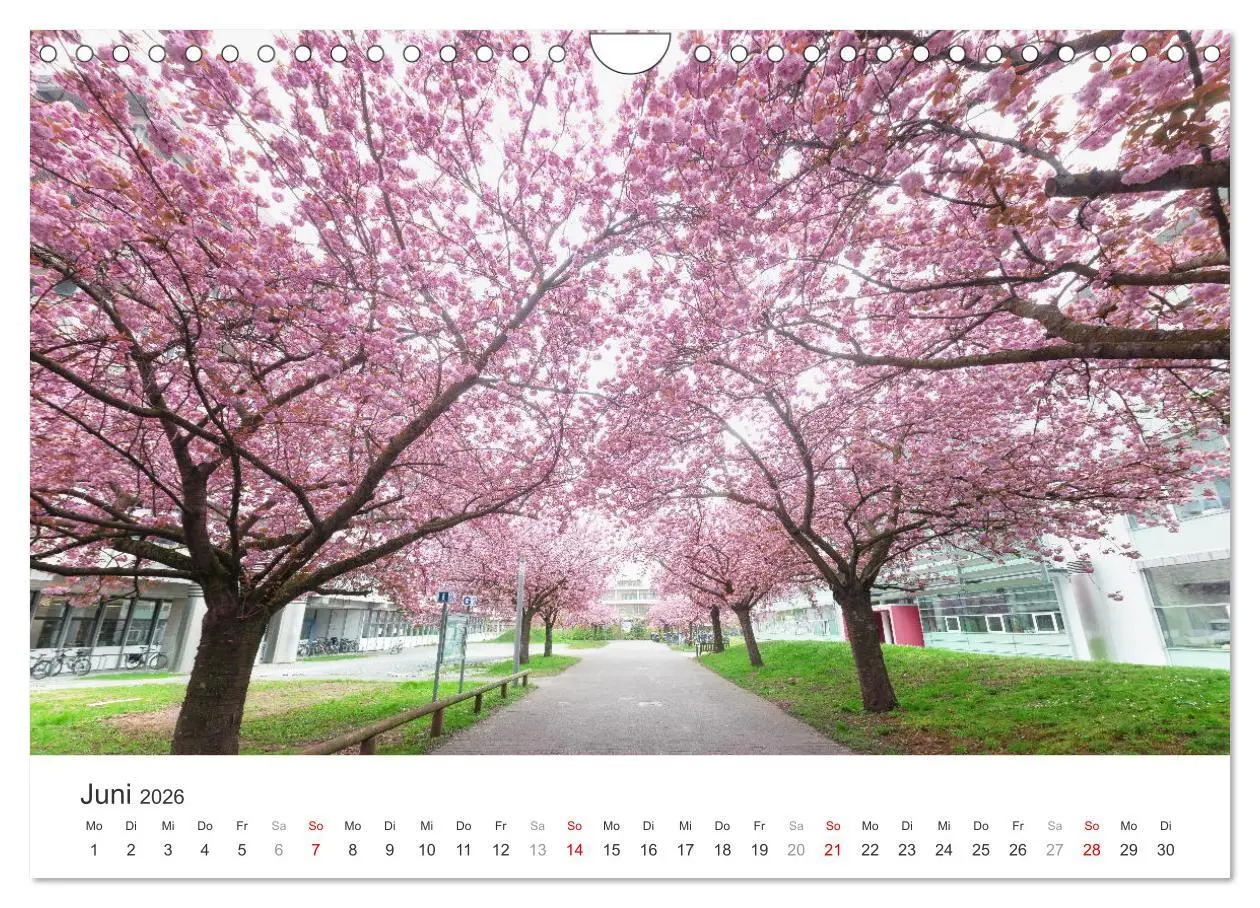 Bild: 9783457269626 | Heidelberg im Fokus (Wandkalender 2026 DIN A4 quer), CALVENDO...