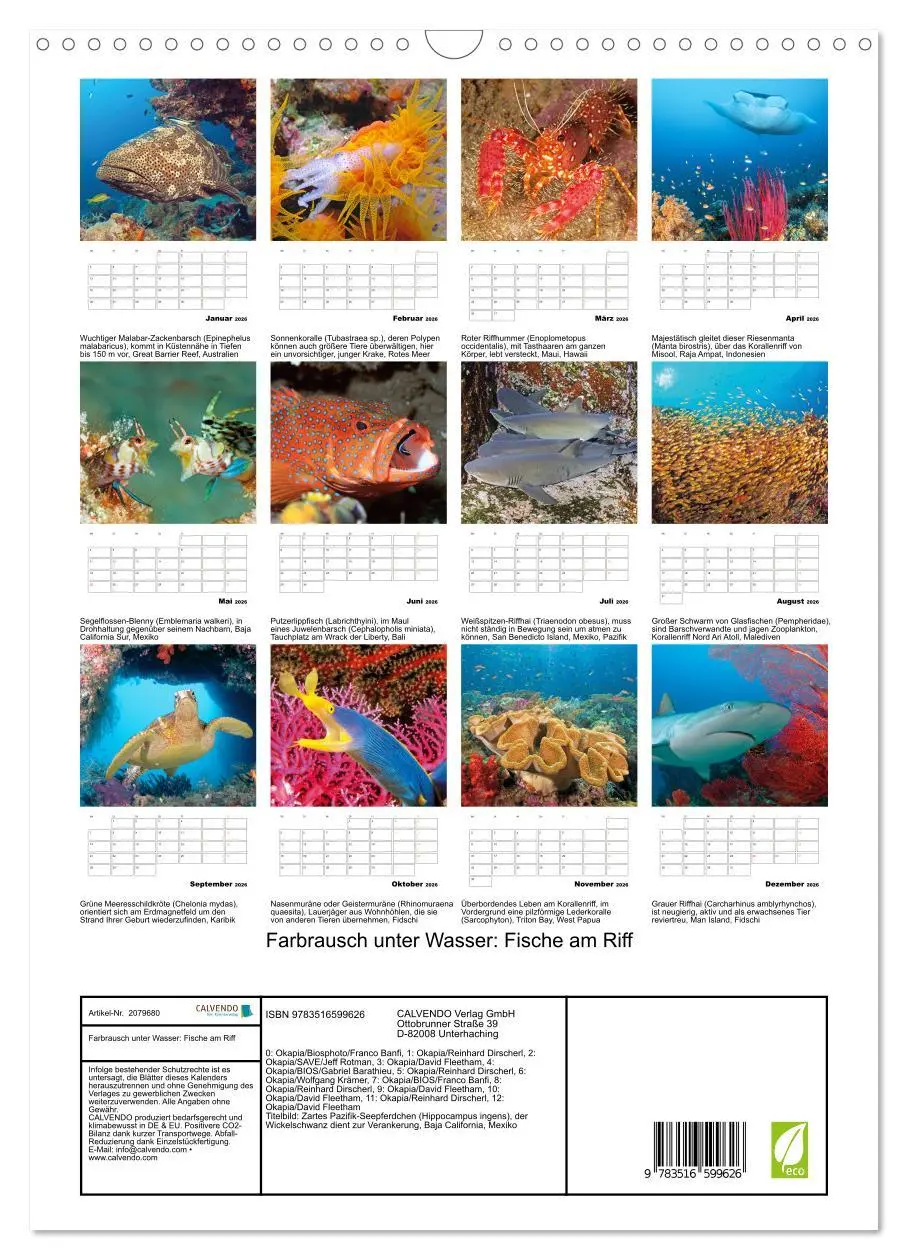 Bild: 9783516599626 | Farbrausch unter Wasser: Fische am Riff (Wandkalender 2026 DIN A3...