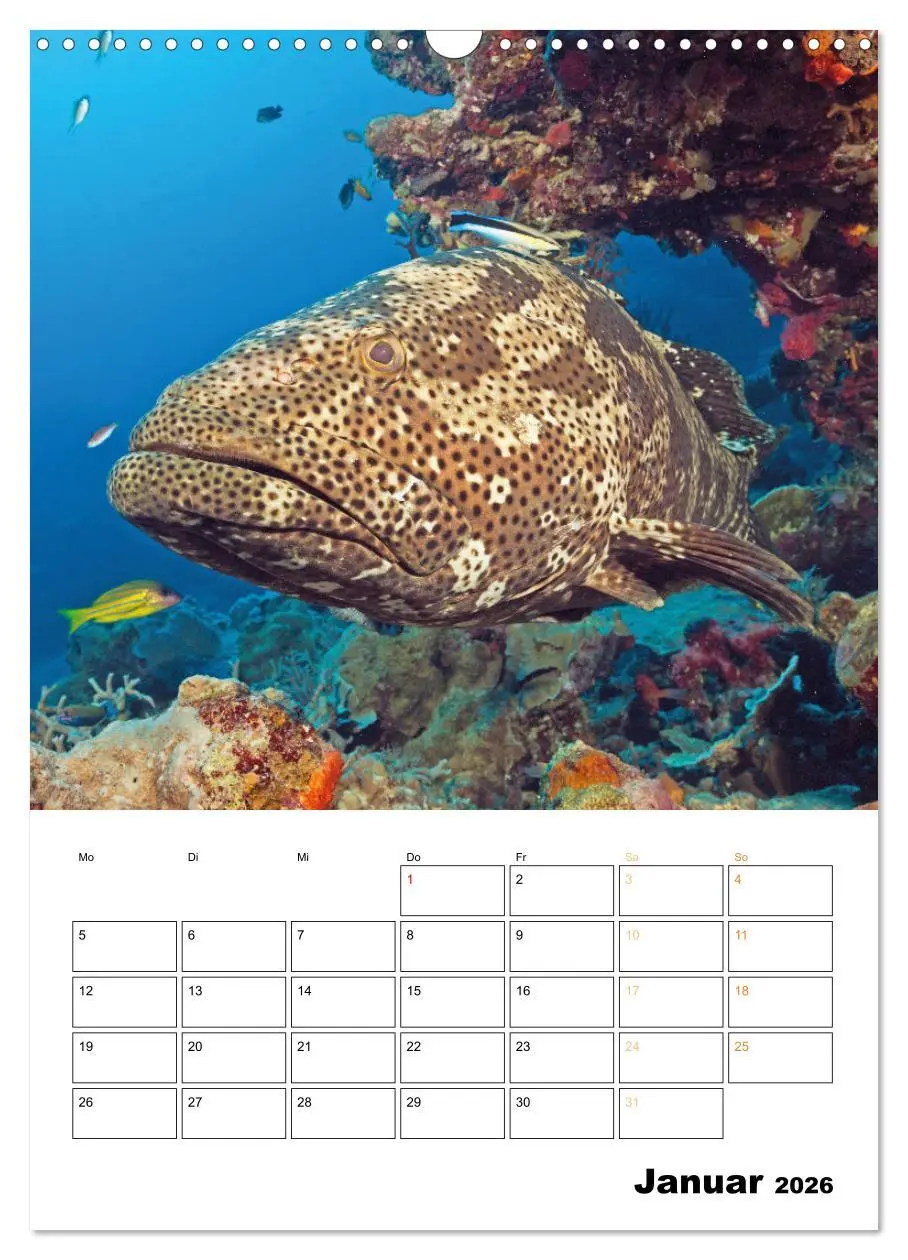 Bild: 9783516599626 | Farbrausch unter Wasser: Fische am Riff (Wandkalender 2026 DIN A3...